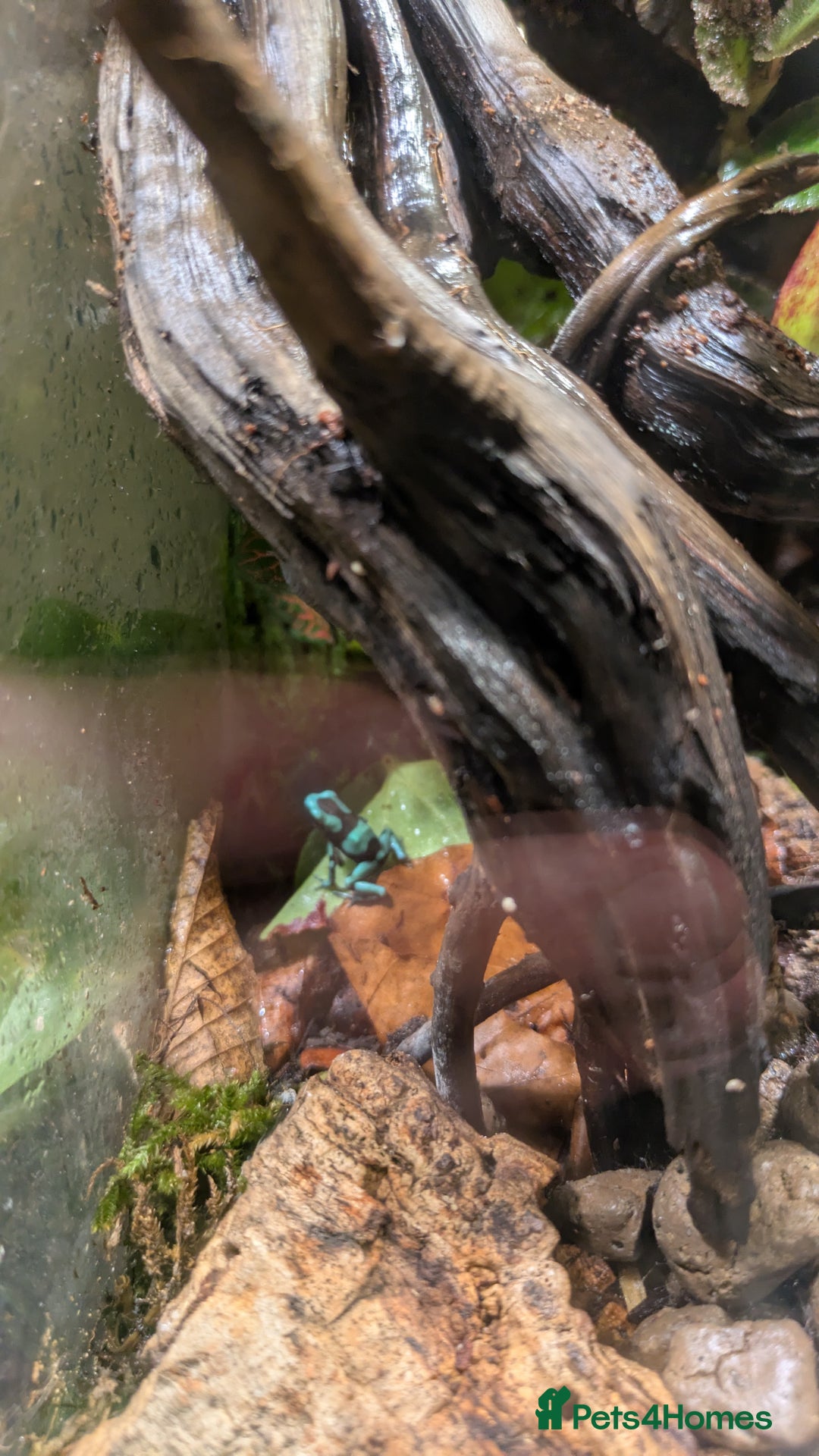 Frog reptiles for sale: Dendrobates auratus Panama special dart frogs  - Image 4