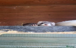 Ferret rodents for sale: ferret kits for sale  - Image 3