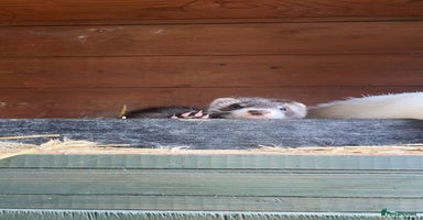 Ferret rodents - Advert 13