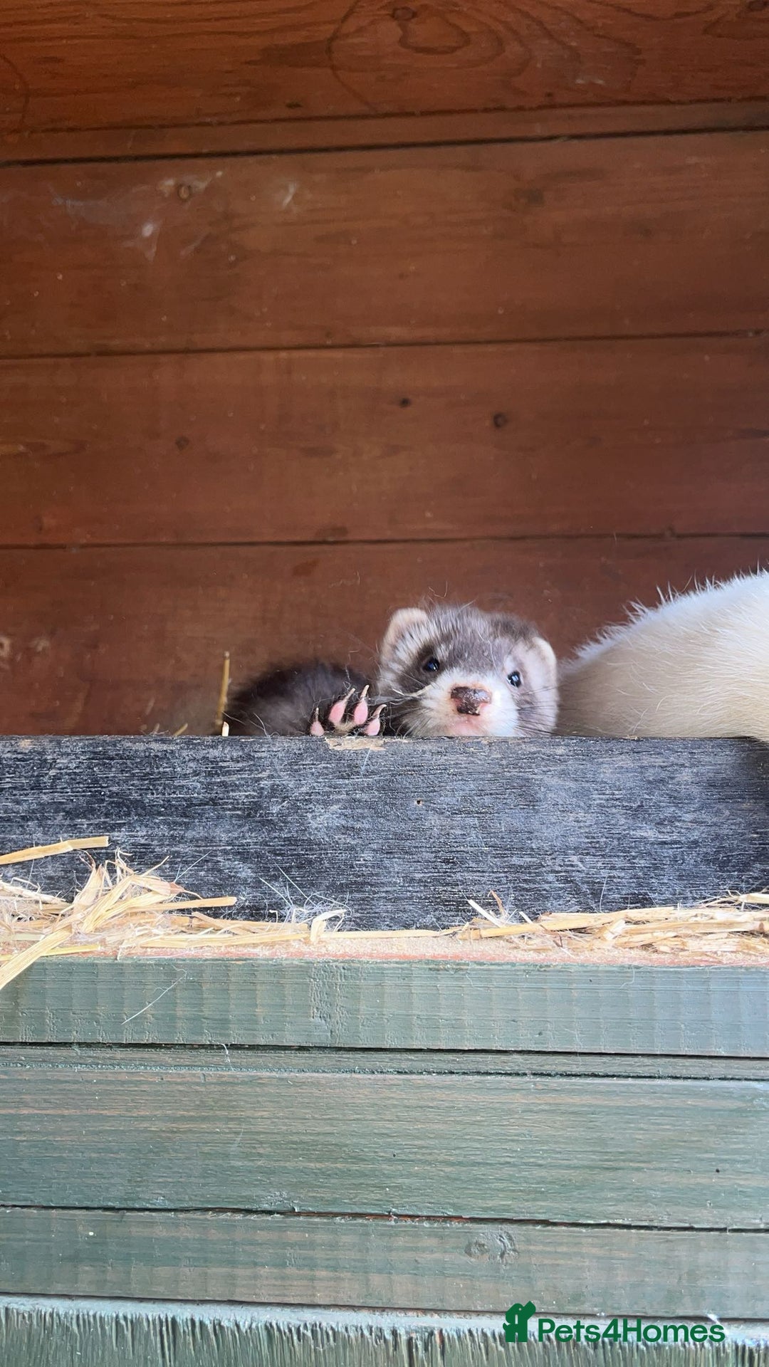 Ferret rodents for sale: ferret kits for sale  - Image 3