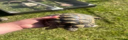 Tortoise reptiles for sale: Spur Thighed Tortoises  in Worthing - Advert 2