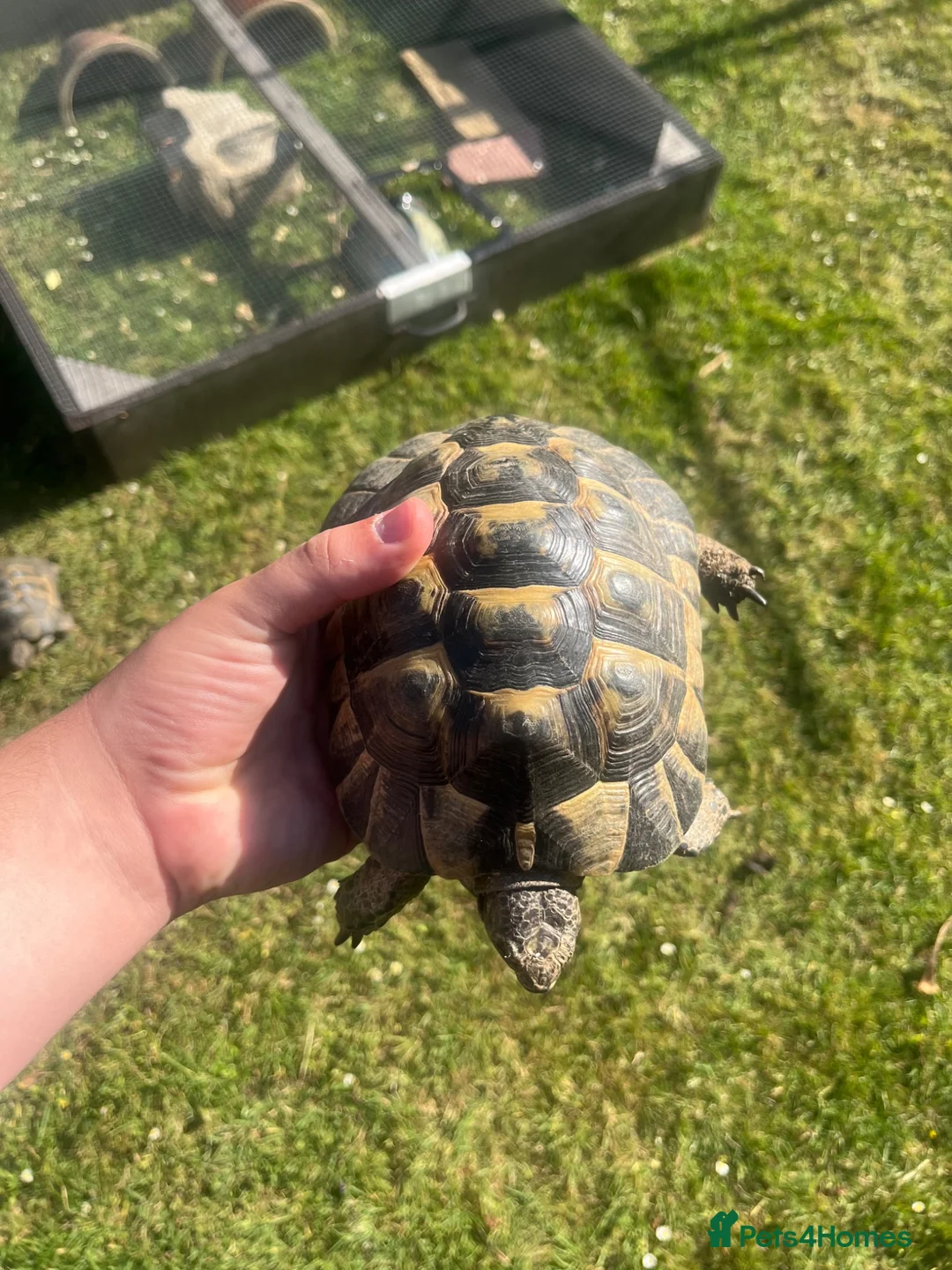 Tortoise reptiles for sale: Spur Thighed Tortoises  in Worthing - Advert 2