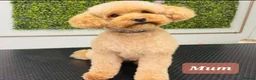 Chipoo dogs for sale: 🩵 Beautiful tiny toy chipoo boys 🩵 - Advert 7