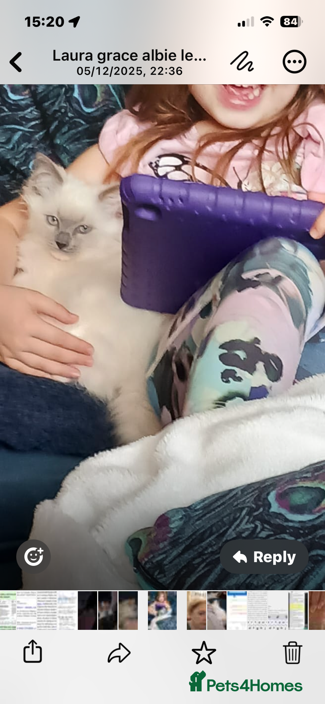 Ragdoll cats for sale: Rare blue+lilac bicolour + blue tortie kittens - Advert 31