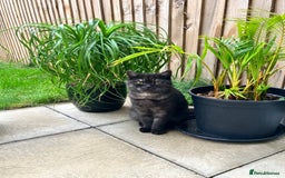 British Shorthair cats for sale: British Shorthair for free !  - Image 1
