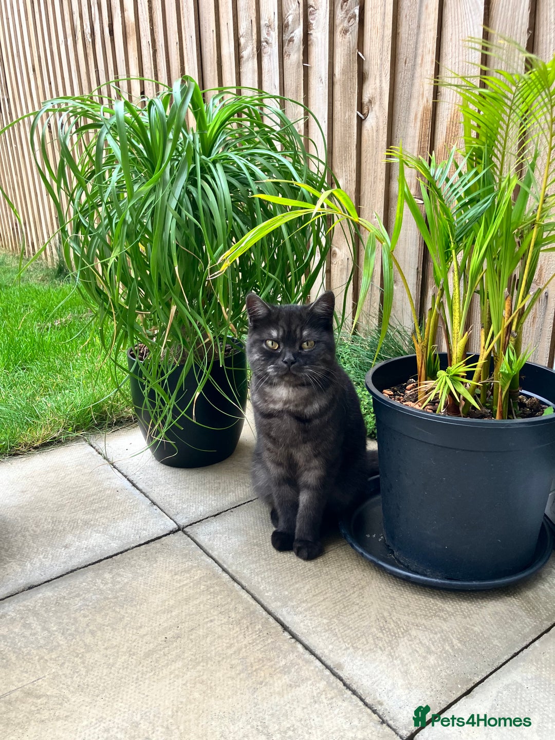British Shorthair cats for sale: British Shorthair for free !  - Image 1