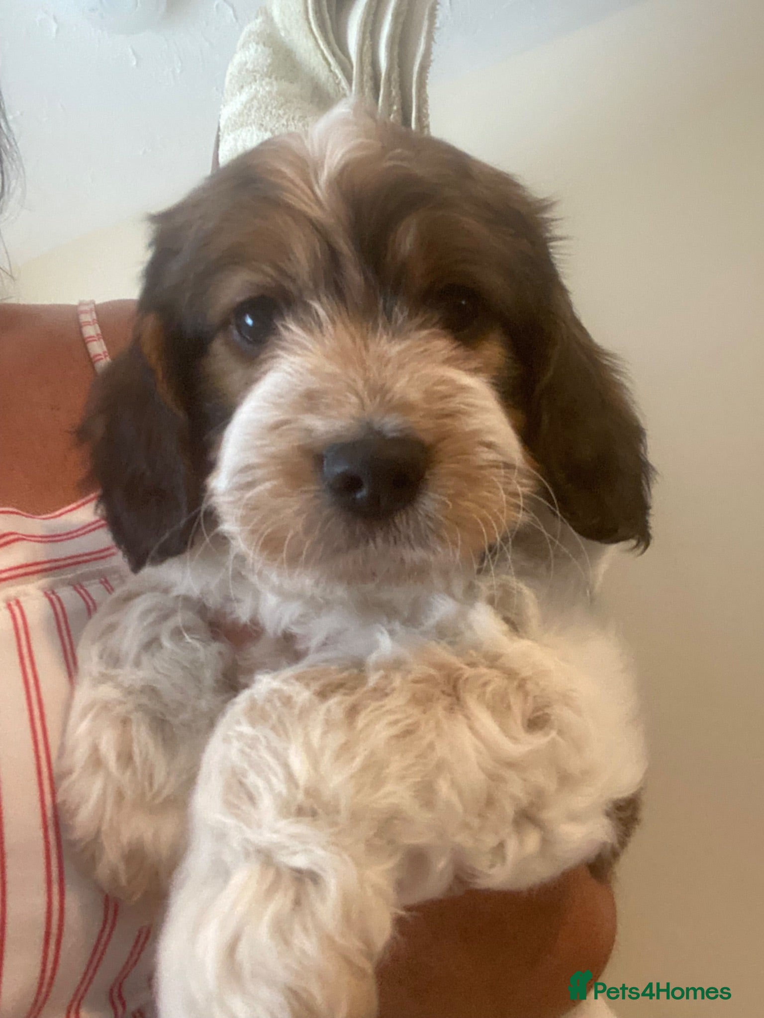 Cockapoo dogs Cockerpoo pups  - Advert 6