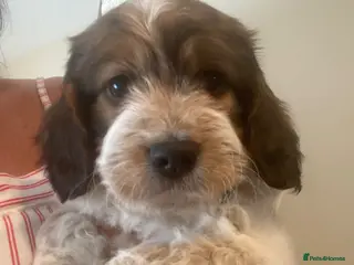 Cockapoo dogs Cockerpoo pups - Advert 2