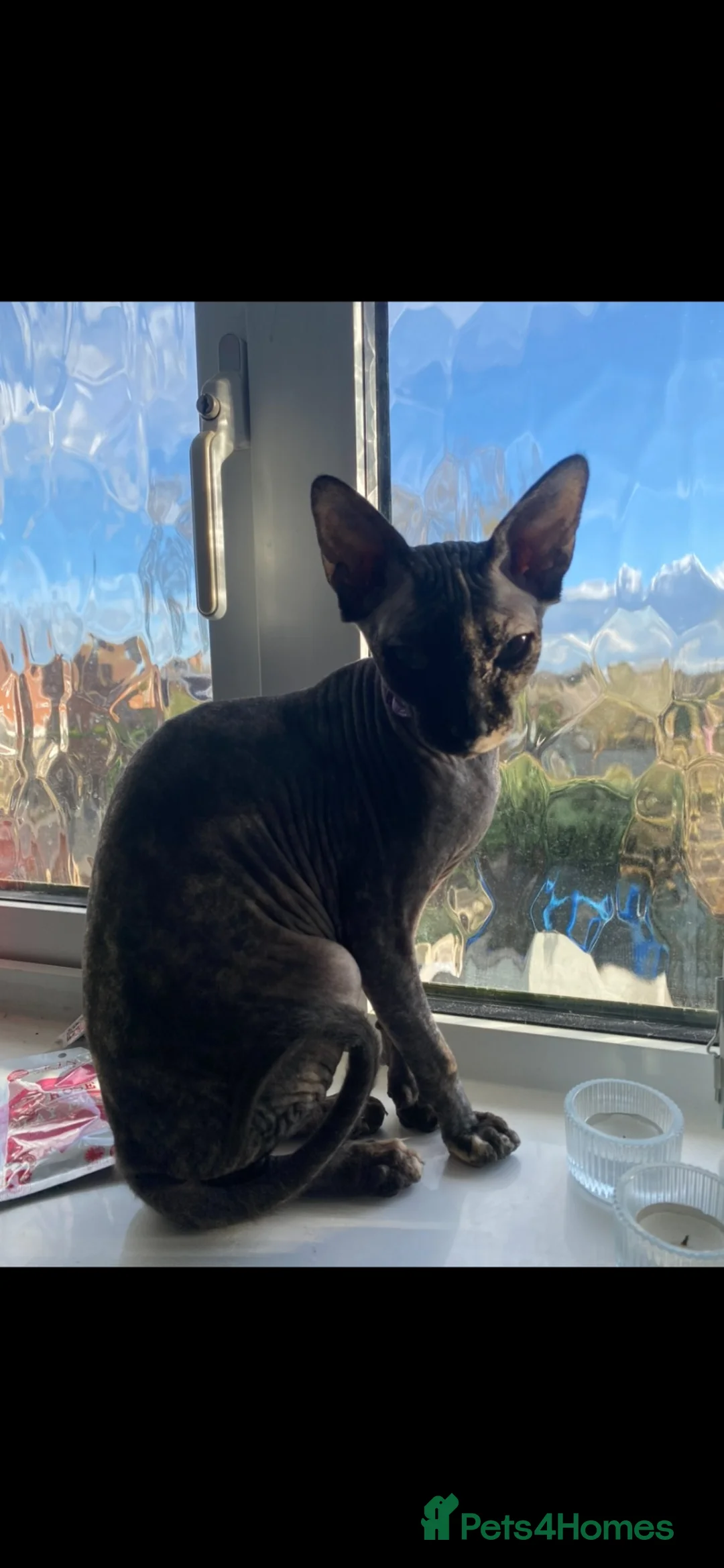 Sphynx cats for sale: Dorothy the Spinx - Advert 1