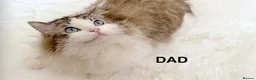 Ragdoll cats for sale: GCCF REGISTERED RAGDOLL FEMALE KITTEN READY NOW - Advert 17