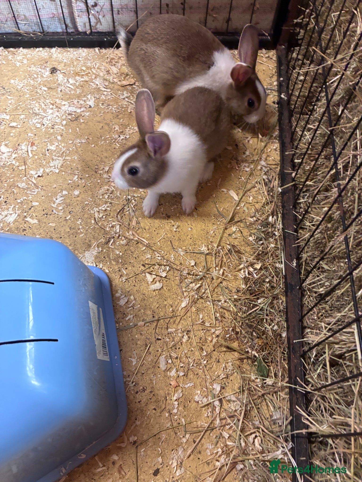 Mixed Breed rabbits for sale: Baby Dutch Rabbits in Ashbourne - Advert 5