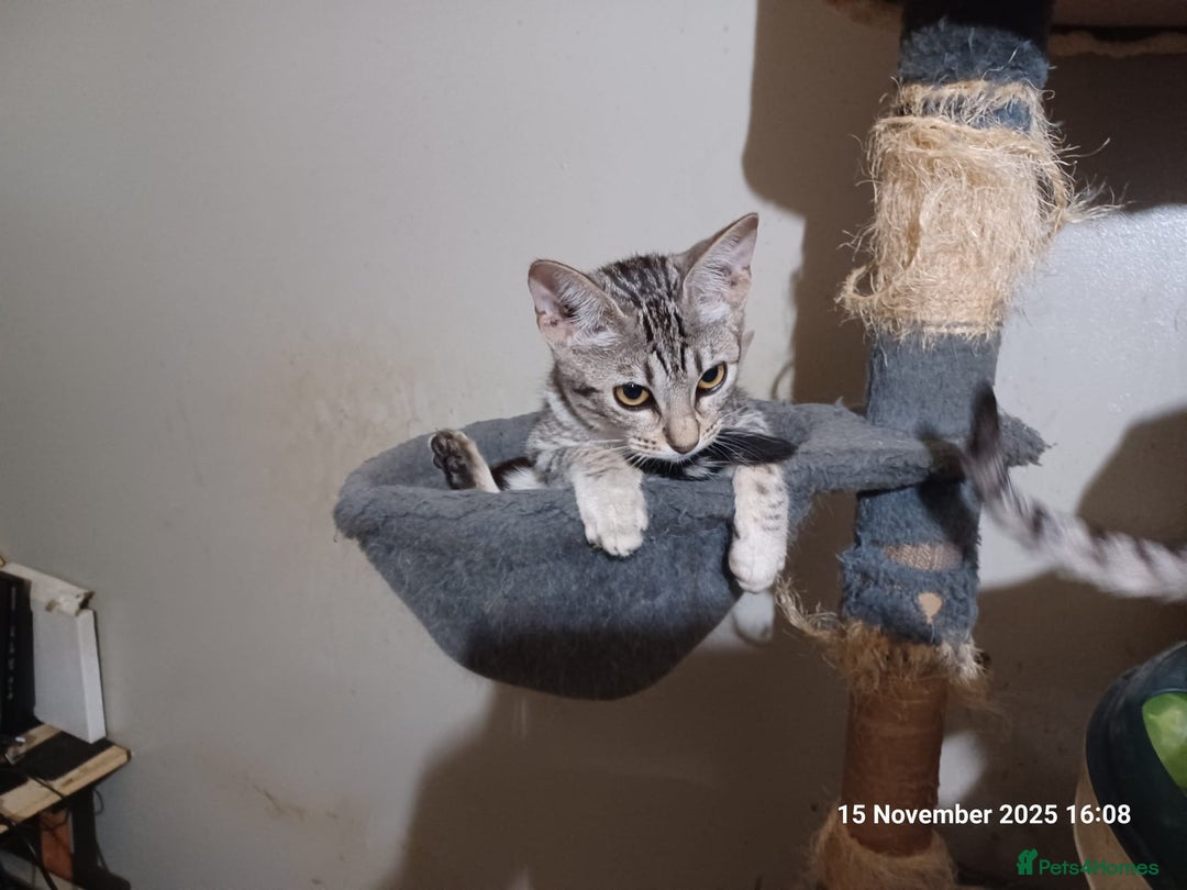 Ocicat cats for sale:  GCCF and FIFe registerd Ocicat Kittens - Advert 5