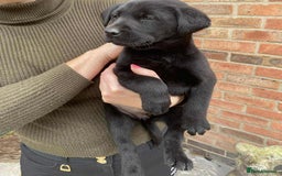 Labrador Retriever dogs for sale: Labrador puppies  - Image 6