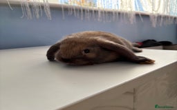 Mini Lop rabbits for sale: 3 pure Mini Lop left  - Image 15