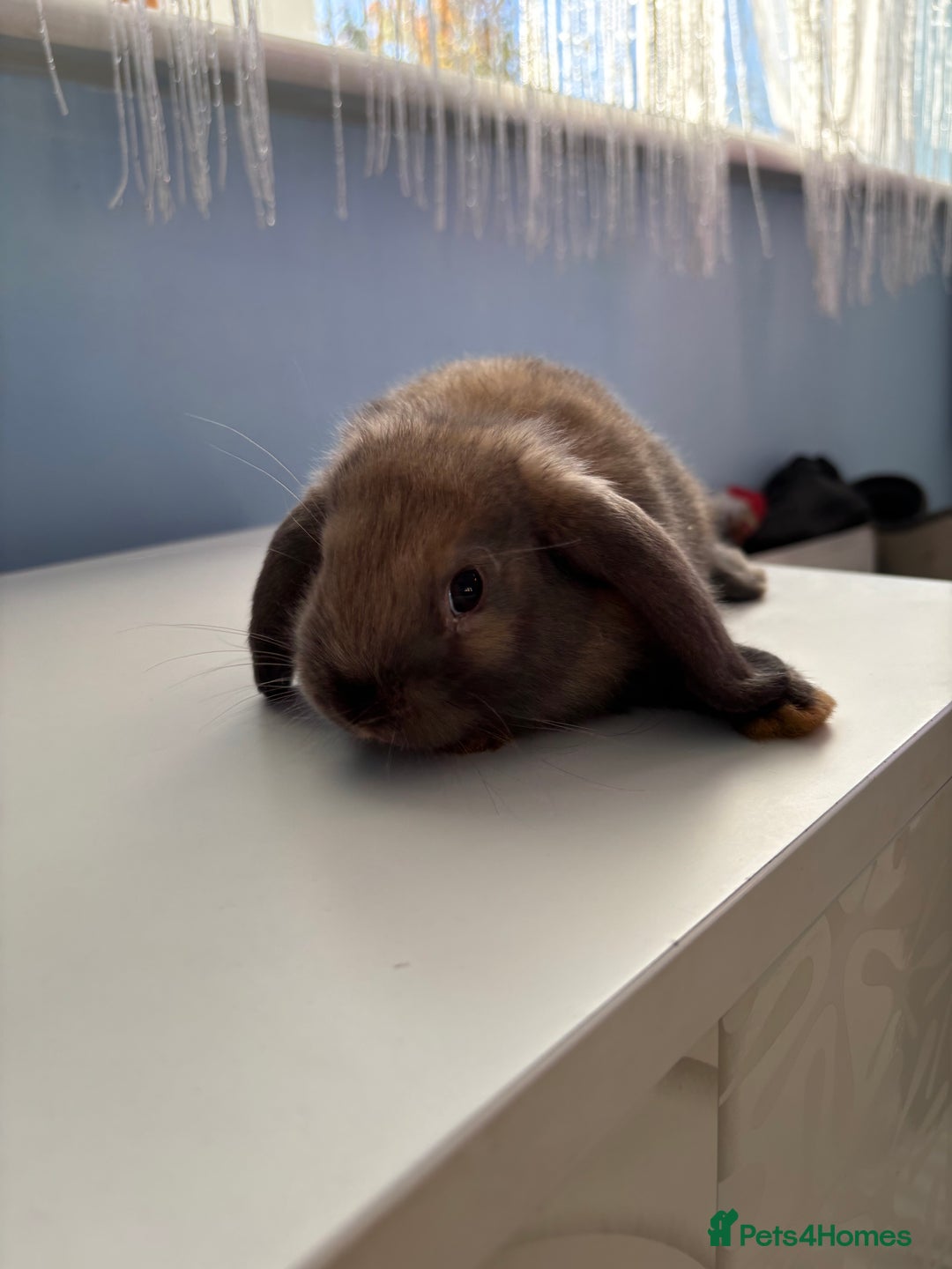 Mini Lop rabbits for sale: 3 pure Mini Lop left  - Image 15