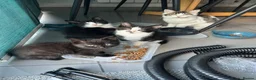 Mixed Breed cats for sale: Beautiful Playful Kittens - Advert 5
