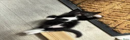 Ragdoll cats for sale: 2 Beautiful Black / White Ragdoll Cross Kittens in Bexhill-on-Sea - Advert 5