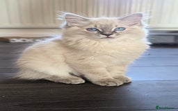 Ragdoll cats for sale: Beautiful blue lynx girlie.  - Image 1