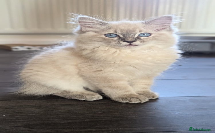 Ragdoll cats for sale - Advert 1