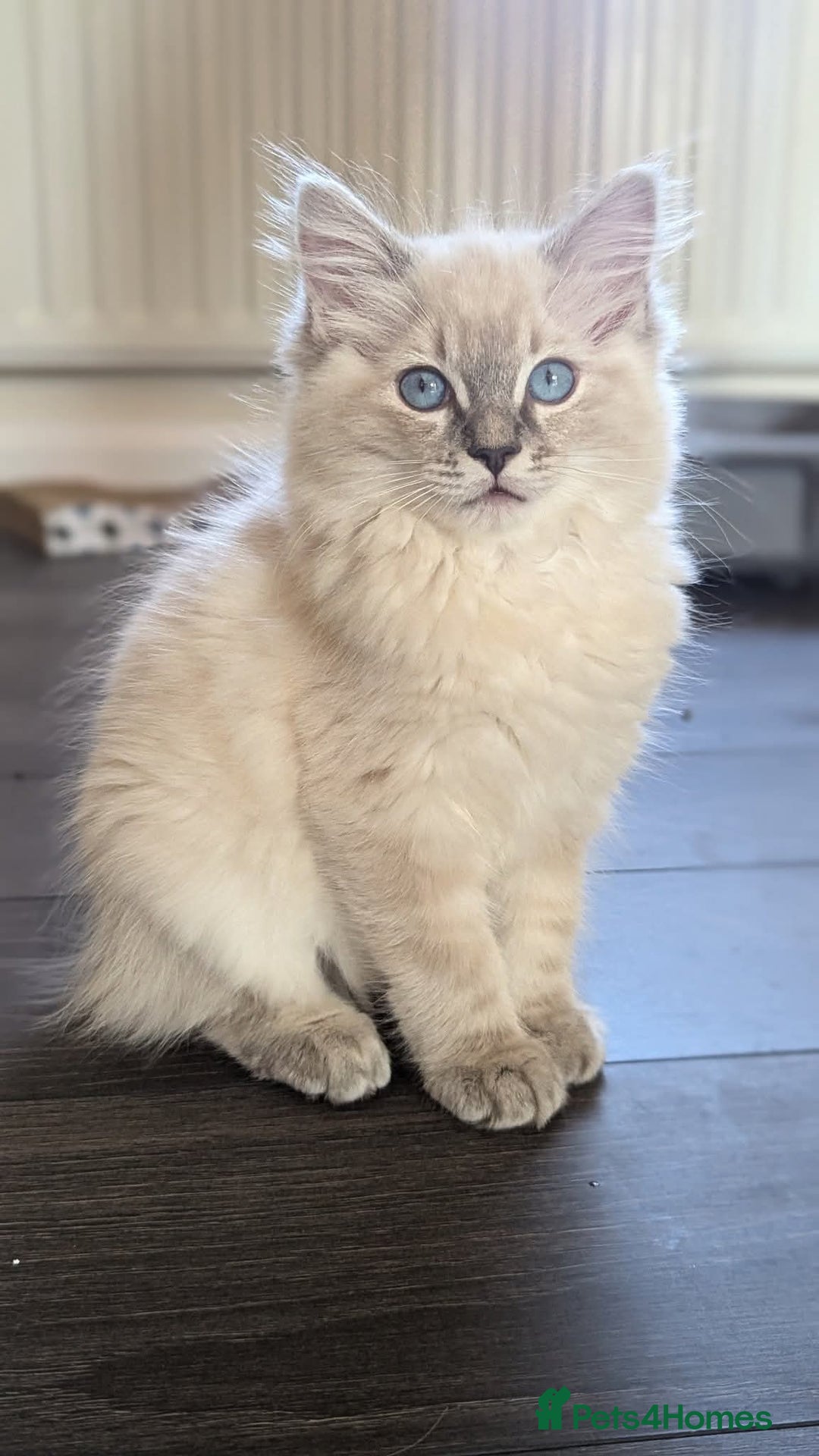 Ragdoll cats for sale: Beautiful blue lynx girlie.  - Image 1