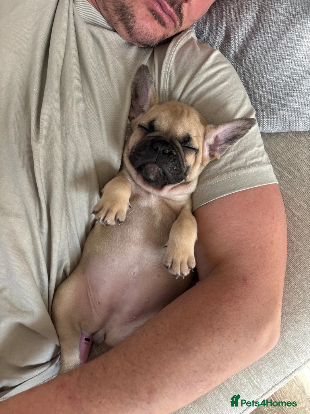 French Bulldog dogs for sale: French bulldog puppies  in Chichester - Advert 12