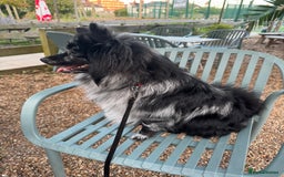 Pomeranian dogs for stud: For stud, Milo - Image 5