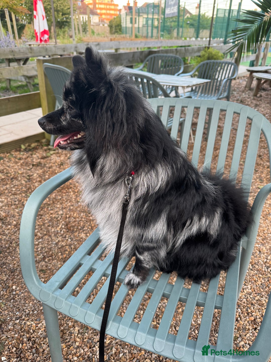 Pomeranian dogs for stud: For stud, Milo - Image 5