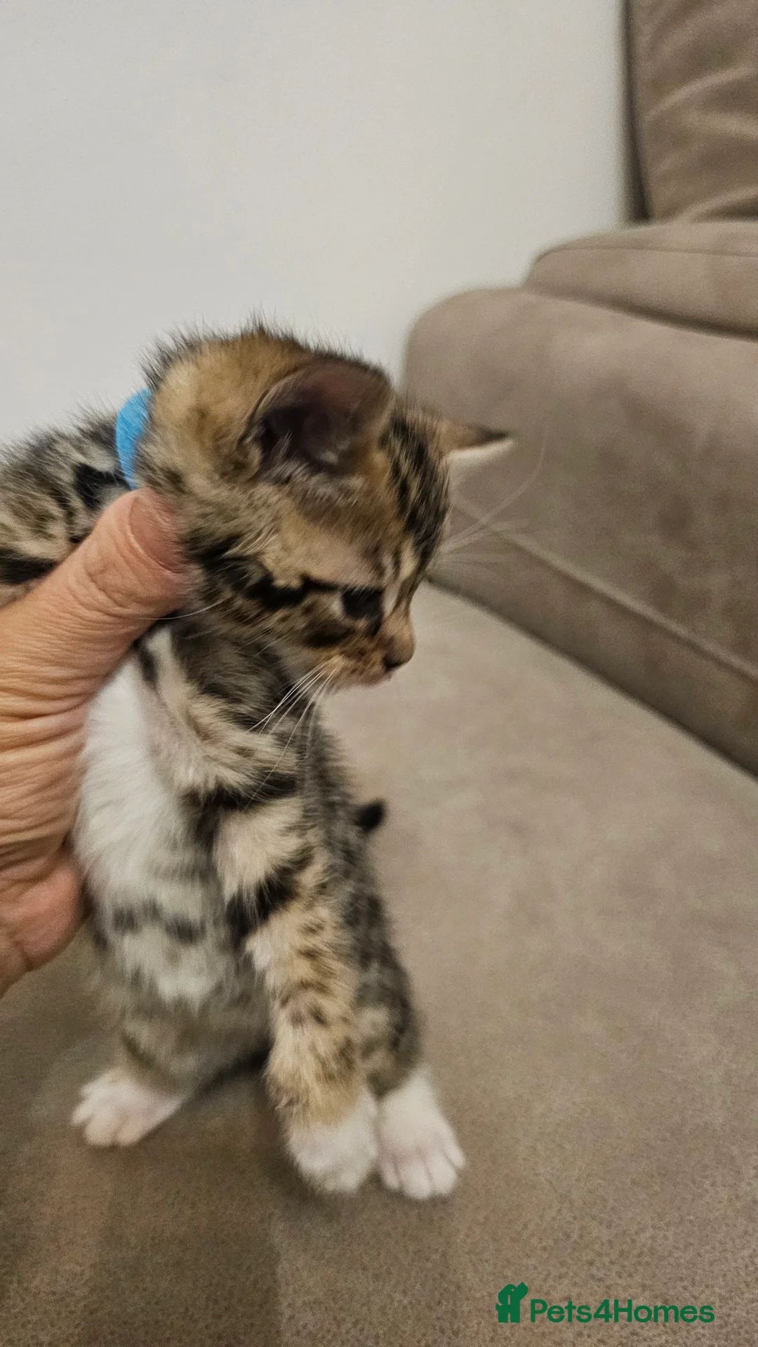 Bengal cats for sale: Bengal kittens - Advert 22