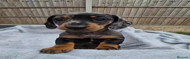 Miniature Dachshund 3