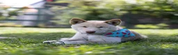 Japanese Shiba Inu dogs for sale: Last two outstanding shiba 🇯🇵 - Advert 6