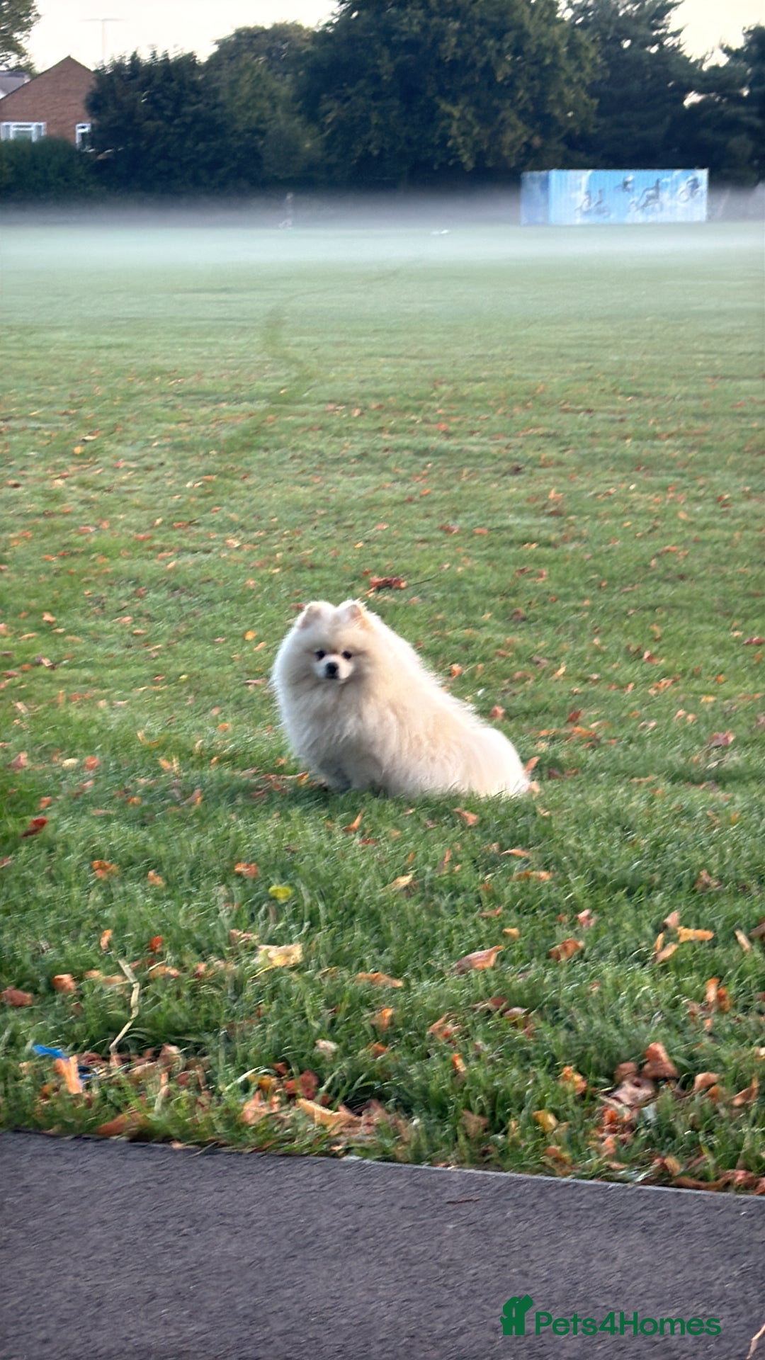 Pomeranian dogs for stud: Pomeranian for stud - Advert 3