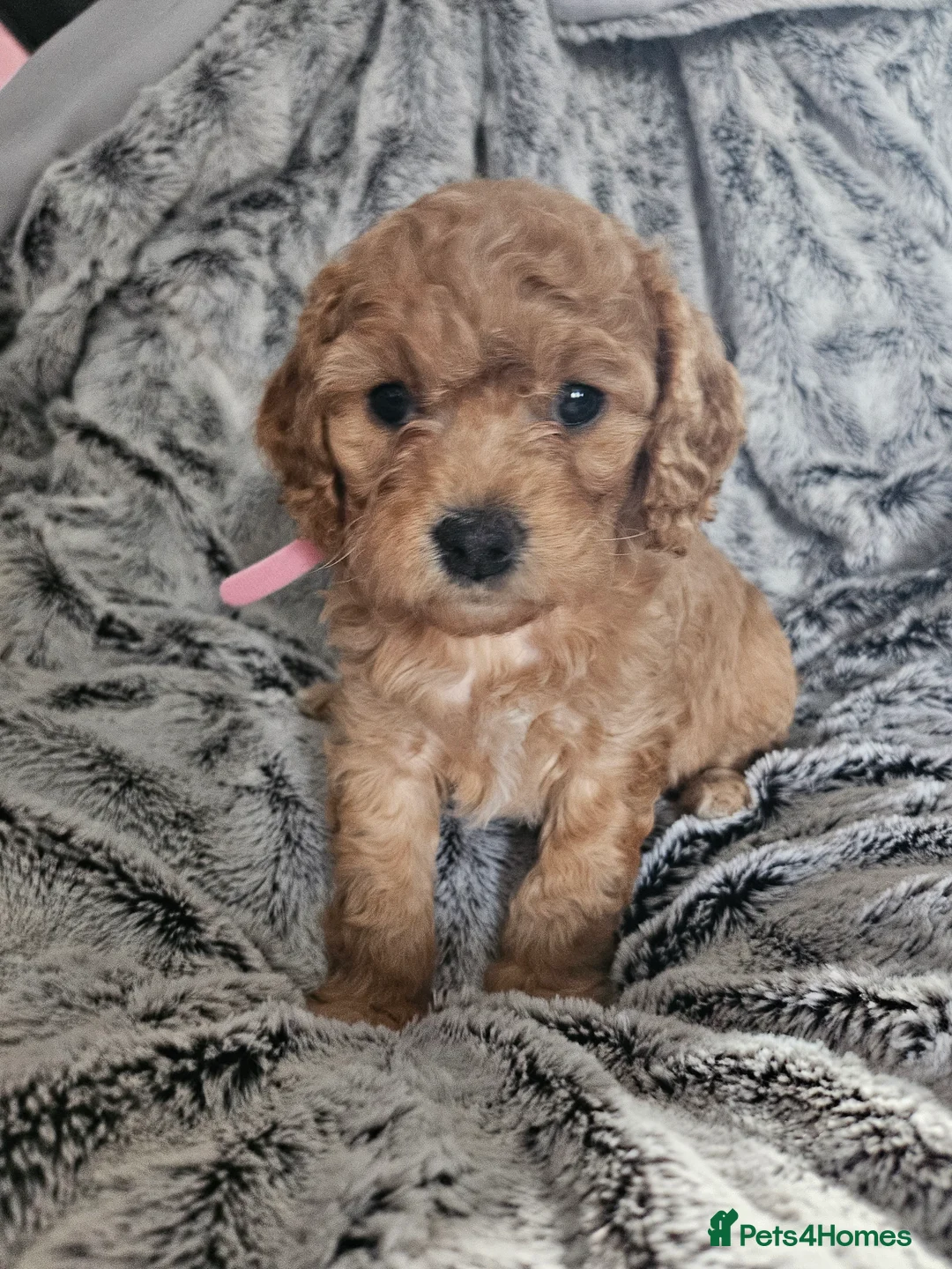 Cavapoo dogs for sale: Cavapoo pups - 1 boy 3 girls - Advert 5
