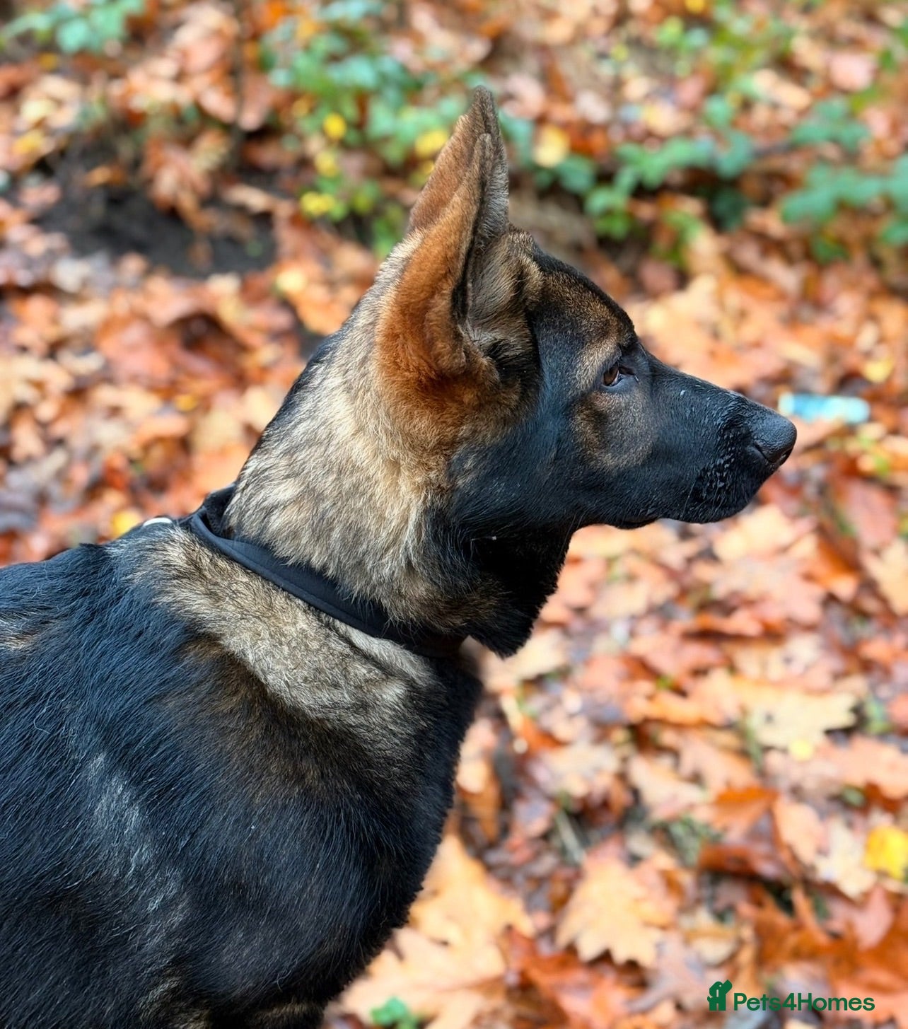 German Shepherd dogs Last female GSD puppy left - Advert 1