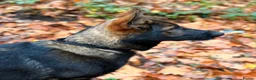German Shepherd dogs for sale: Last female GSD puppy left - Advert 1