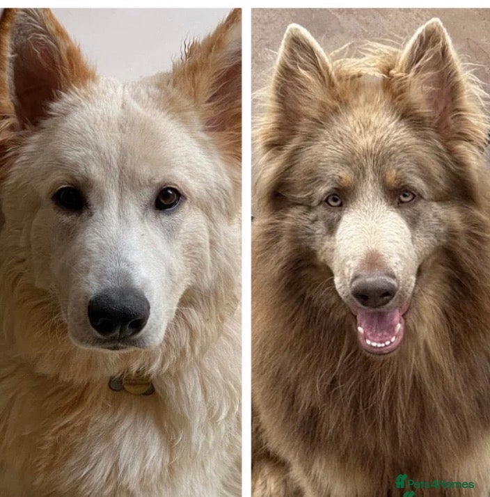 German Shepherd dogs Long haired health tested German shepherd pups  - Advert 3