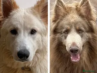 German Shepherd dogs Long haired health tested German shepherd pups - Advert 2