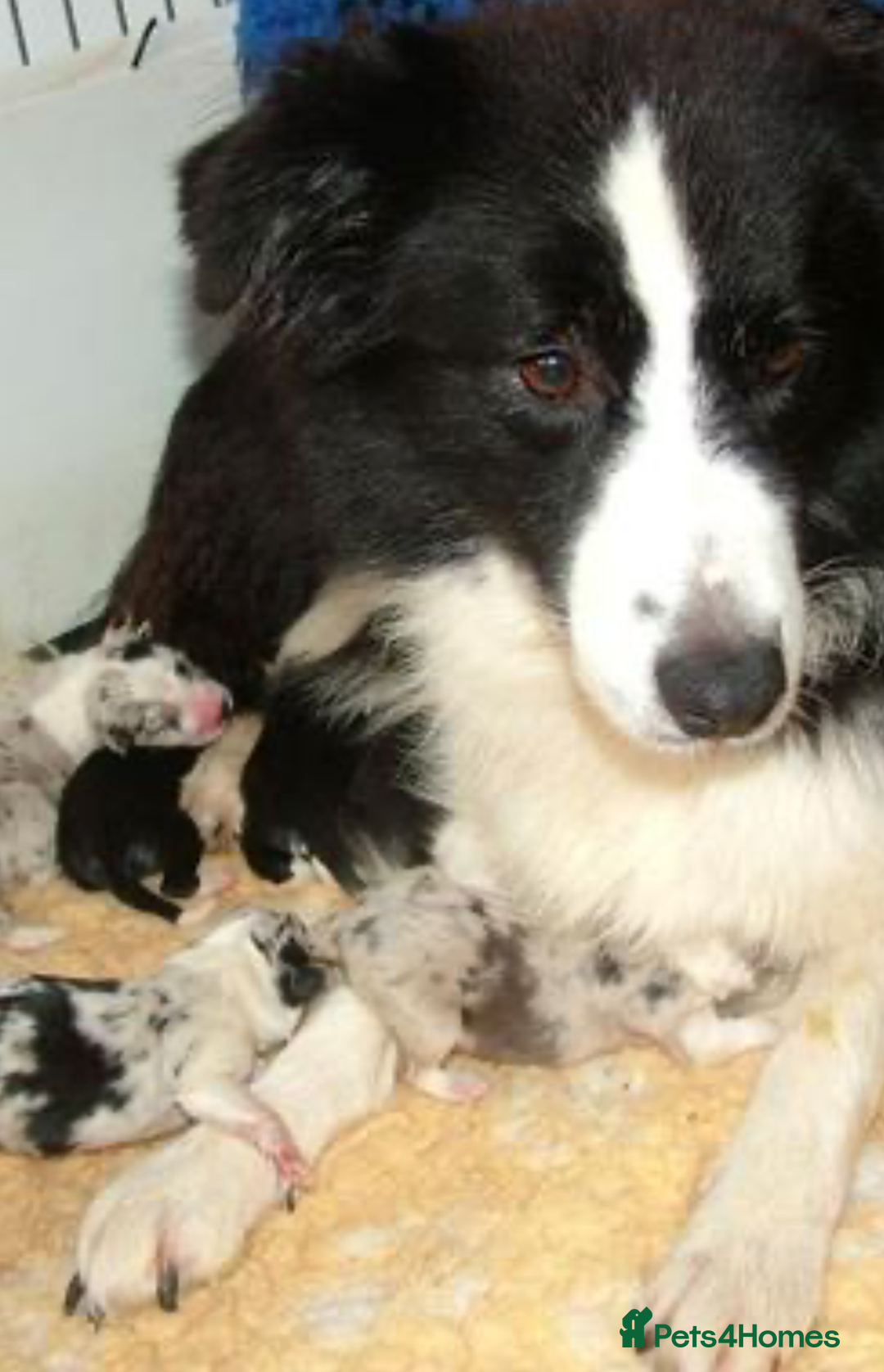 Border Collie dogs for sale: Border collie boy  - Advert 5