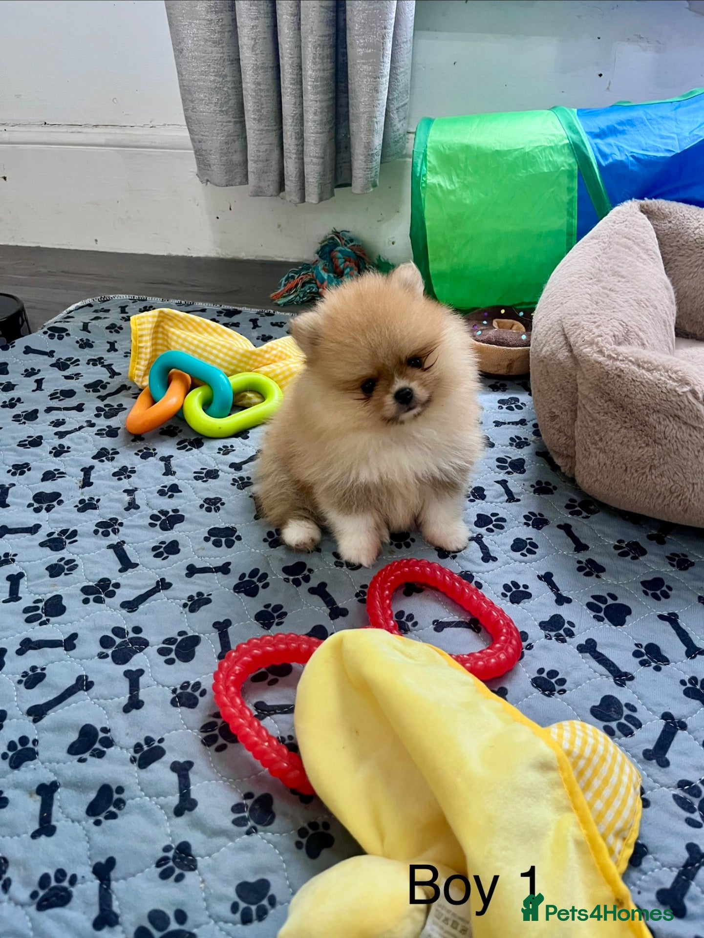 Pomeranian dogs Outstanding Quality Teddy Bears 🧸  - Advert 2