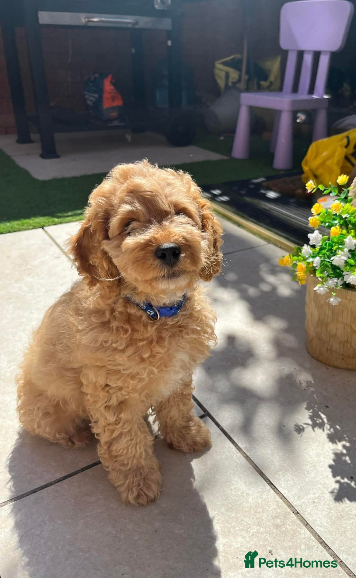 Cockapoo dogs Beautiful apricot boy - Advert 4