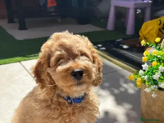 Cockapoo dogs Beautiful apricot boy - Advert 3