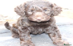 Australian Labradoodle dogs for sale: Health Tested ✔️ BOTH✔️ Parents HIP& ELBOW scored - Image 2