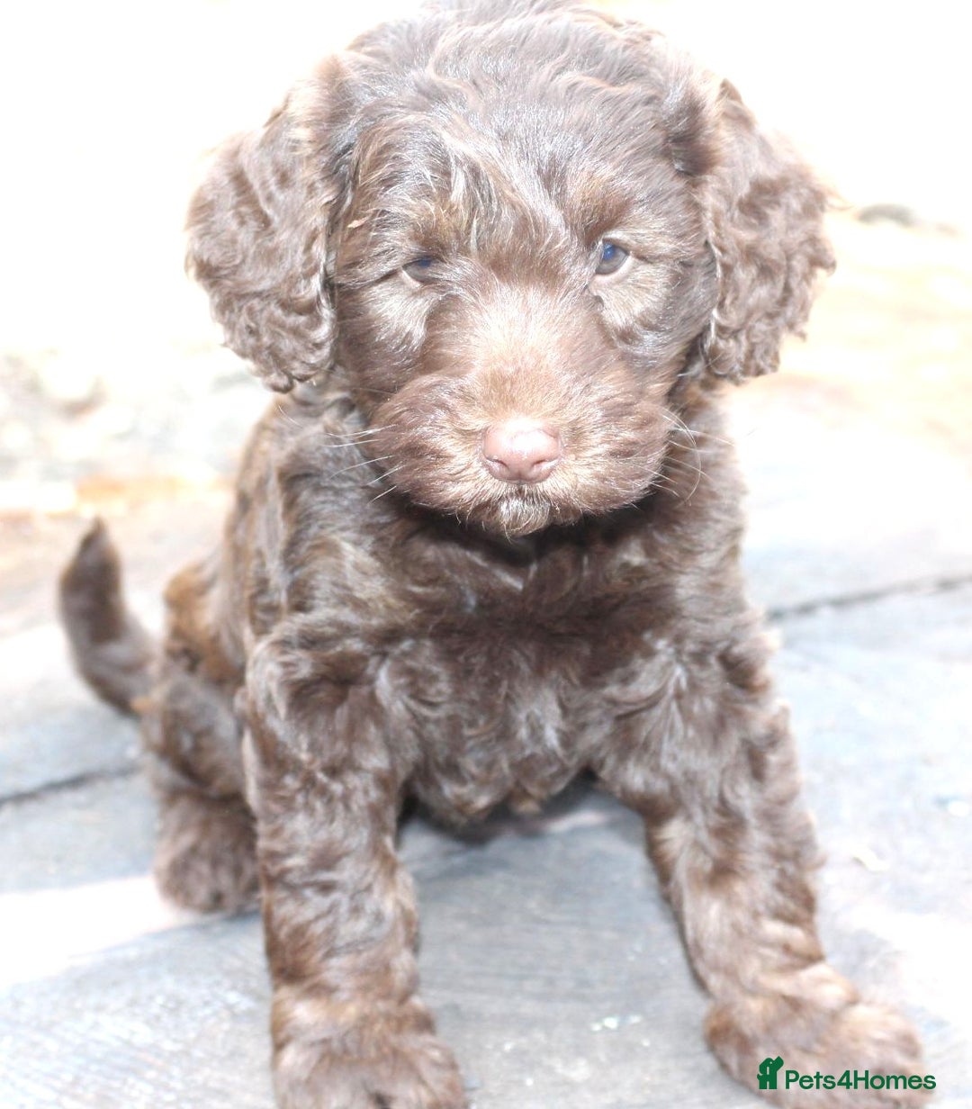 Australian Labradoodle dogs for sale: Health Tested ✔️ BOTH✔️ Parents HIP& ELBOW scored - Image 2