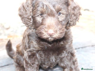 Australian Labradoodle dogs Health Tested ✔️ BOTH✔️ Parents HIP& ELBOW scored - Advert 1