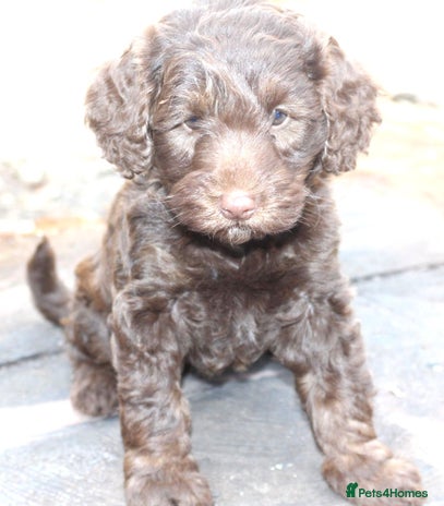 Australian Labradoodle dogs - Advert 3