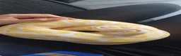 Python Snake reptiles for sale: Female royal python - Advert 1
