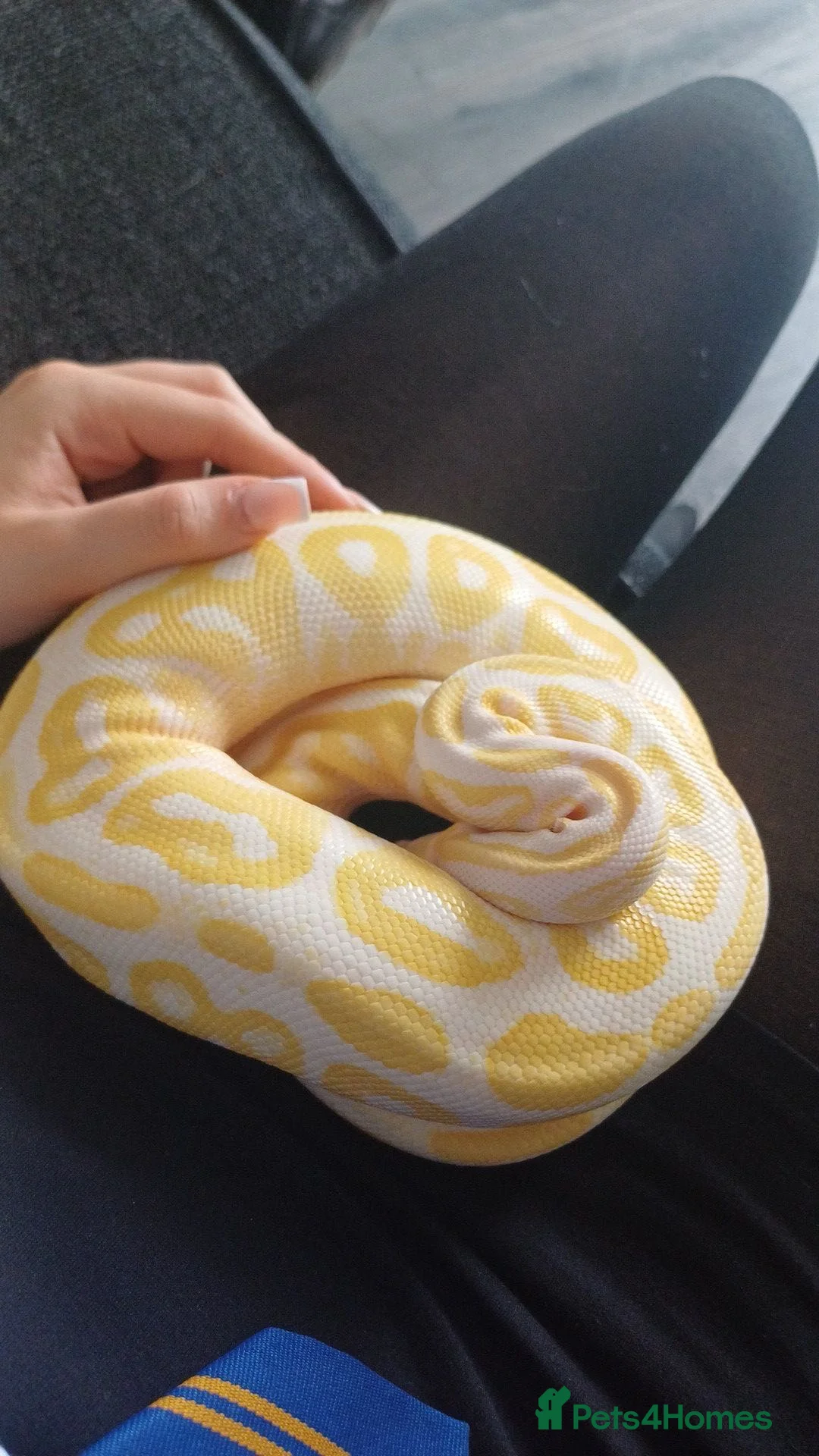 Python Snake reptiles for sale: Female royal python - Advert 1