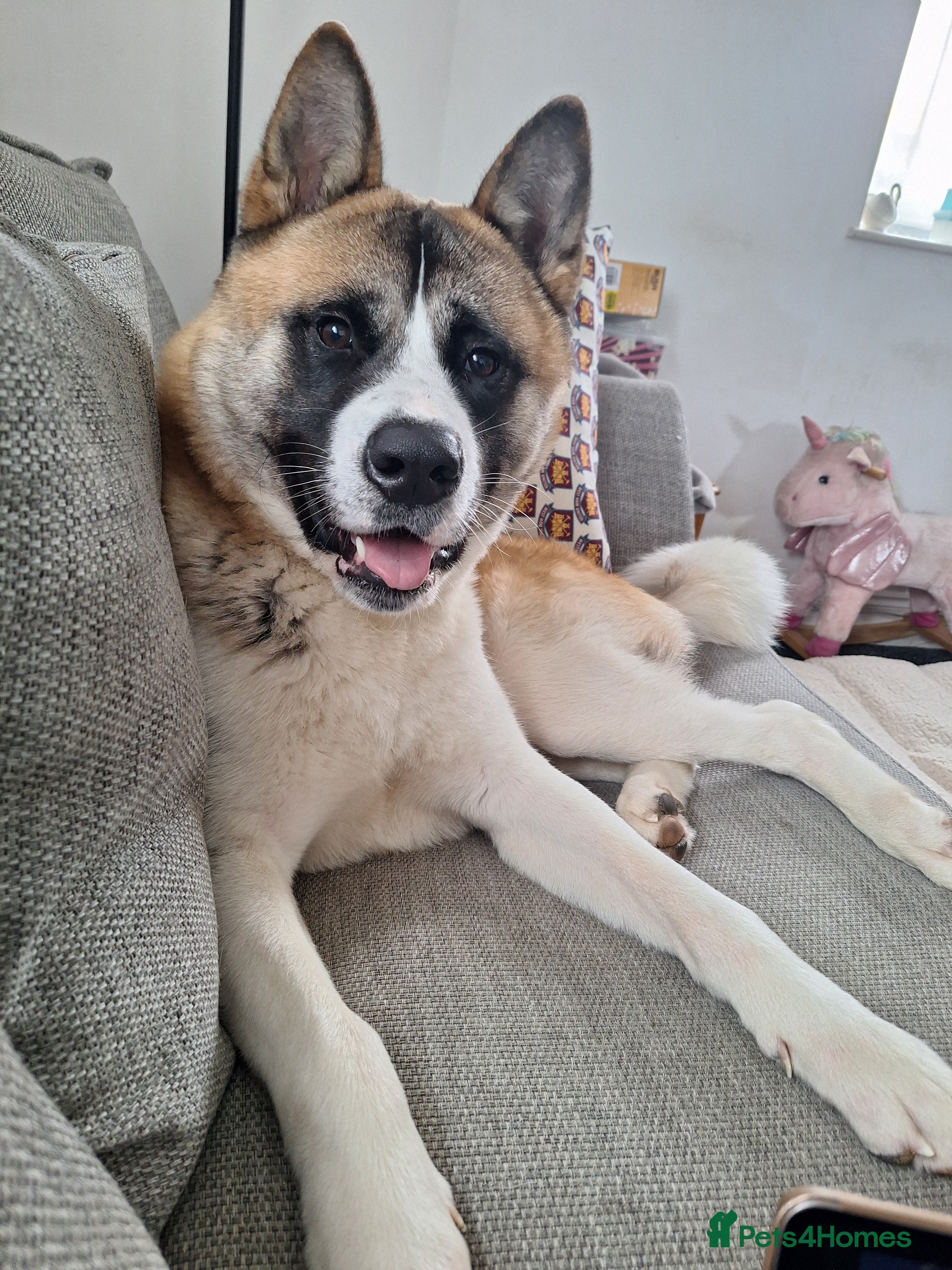 Akita dogs Bailey - Advert 1