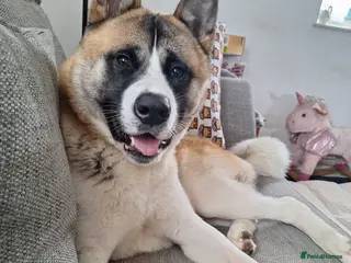 Akita dogs Bailey - Advert 1