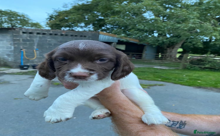 English Springer Spaniel dogs - Advert 12