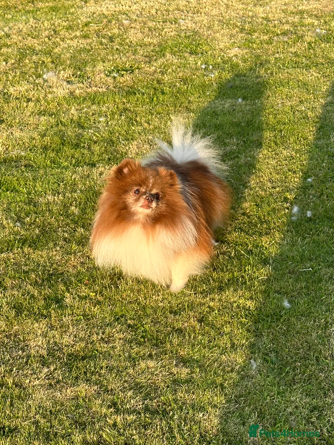 Pomeranian dogs for stud: Short and compact chocolate party colour boy in Lanark - Advert 6